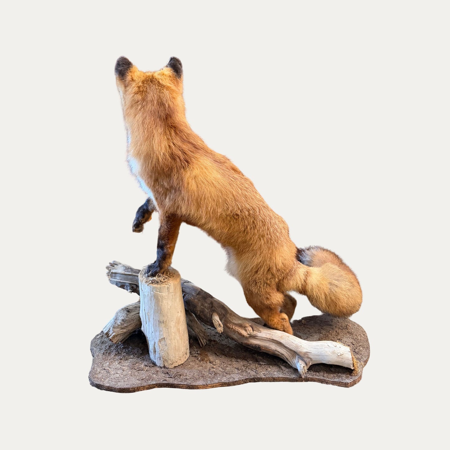 Vintage Fox Taxidermy