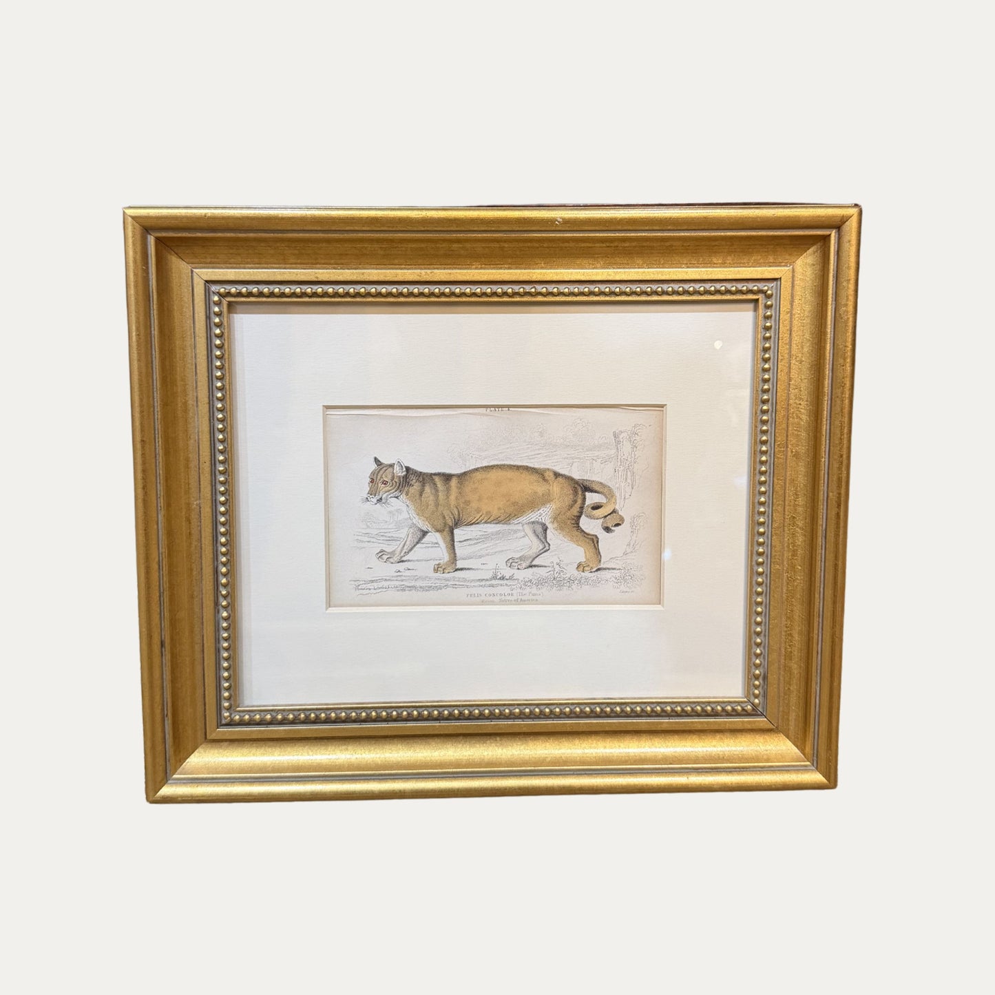 19th Century Wild Cat Engraving Framed and Matted