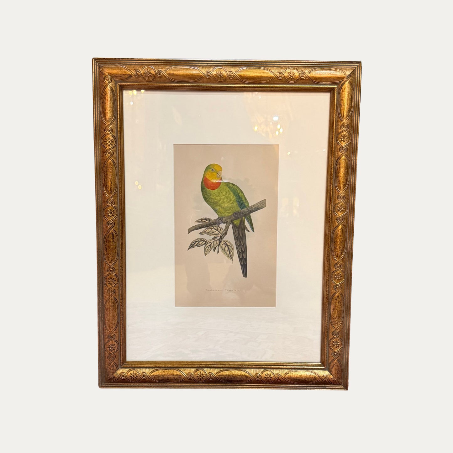 Antique Mid 19th Century Parrot Engraving by Alexander Frances Lydon