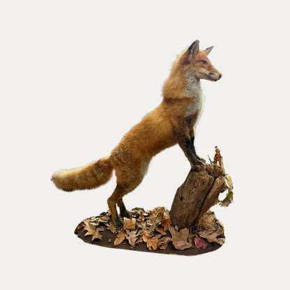 Large Mounted Standing Fox Taxidermy