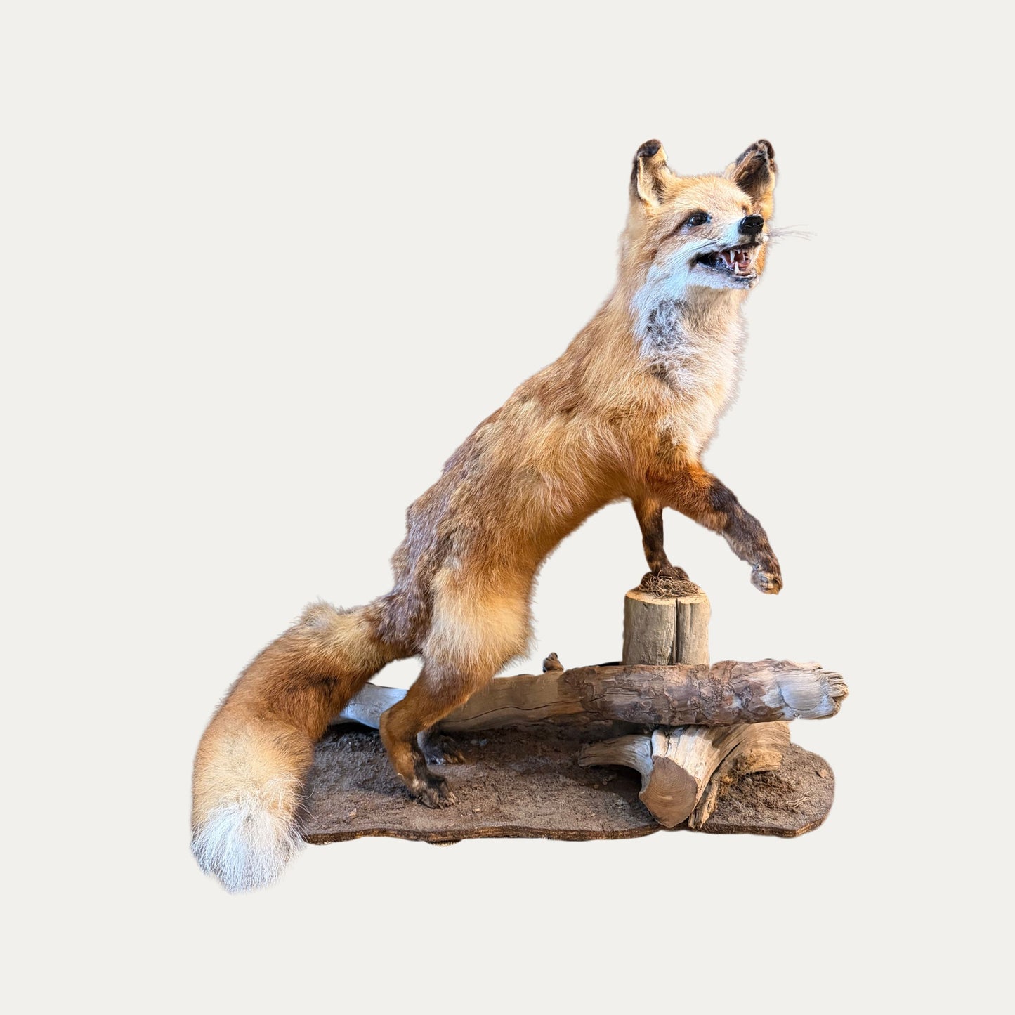 Vintage Fox Taxidermy