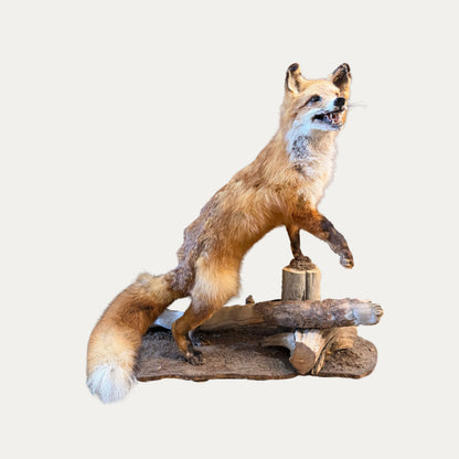 Vintage Fox Taxidermy