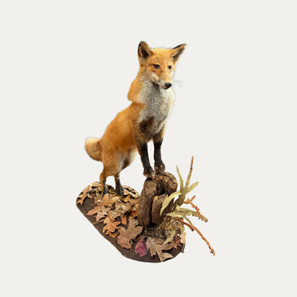 Large Mounted Standing Fox Taxidermy