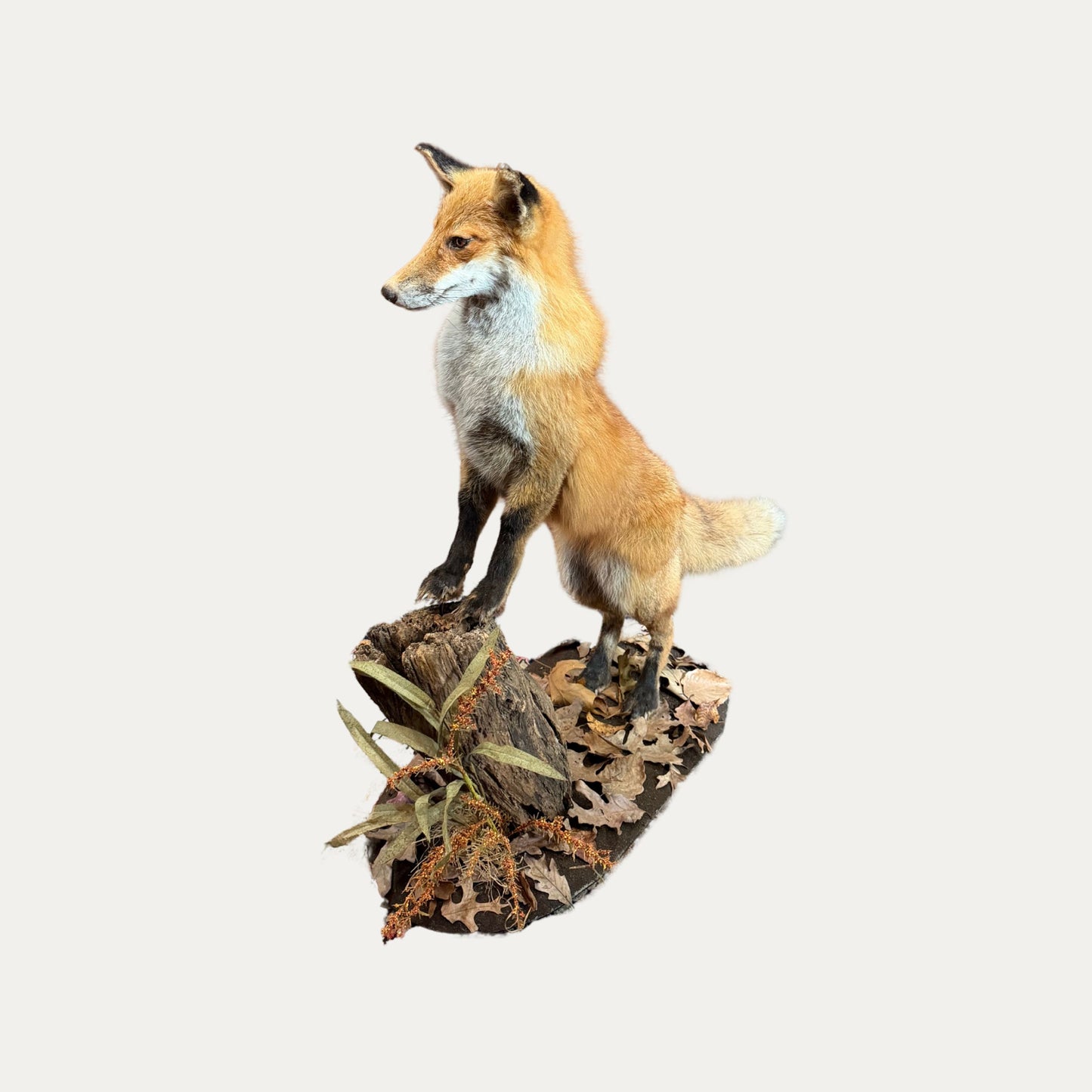 Large Mounted Standing Fox Taxidermy