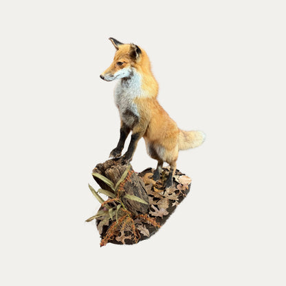 Large Mounted Standing Fox Taxidermy