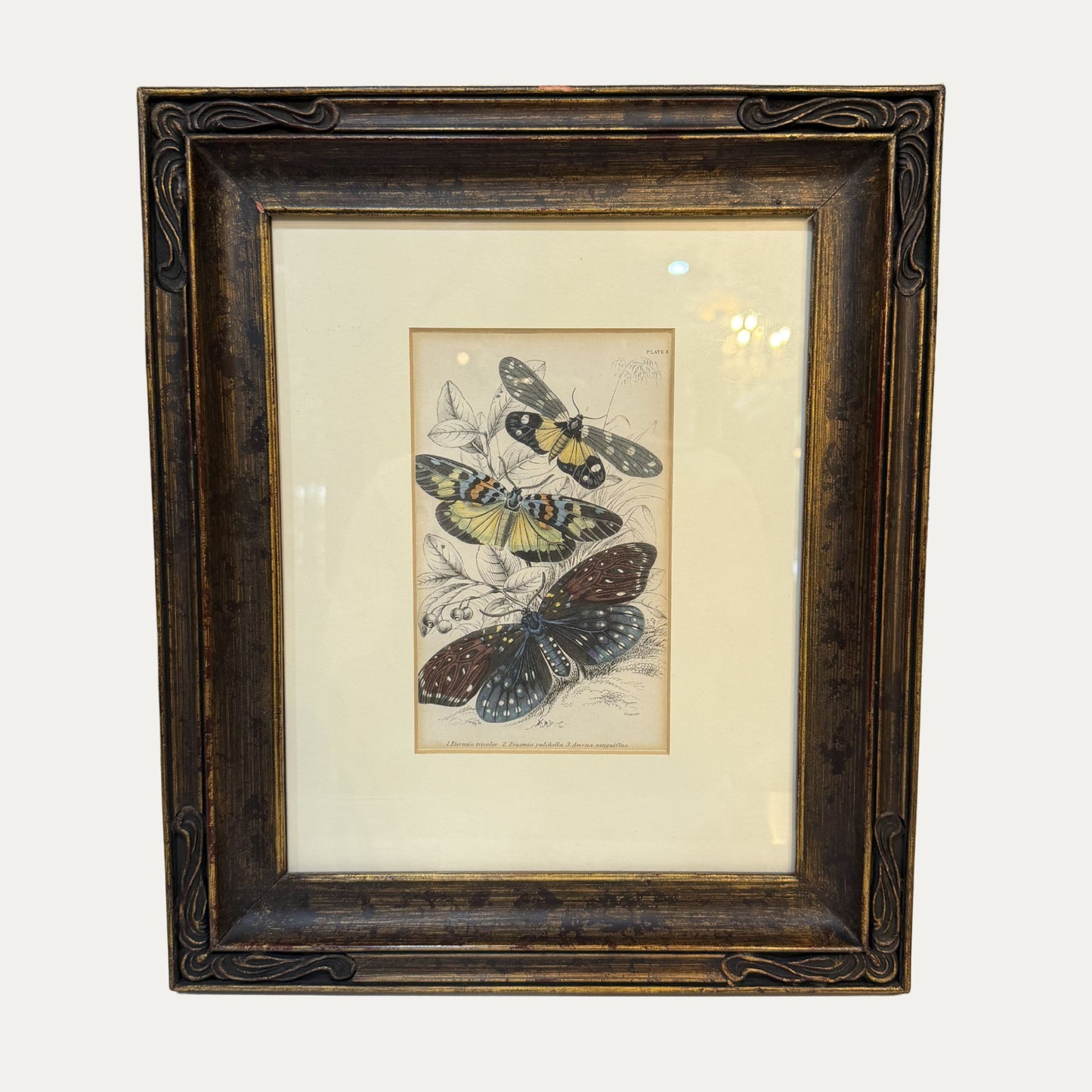 Antique Butterfly Engraving Beautifully Framed