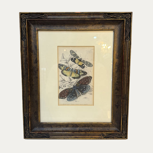 Antique Butterfly Engraving Beautifully Framed