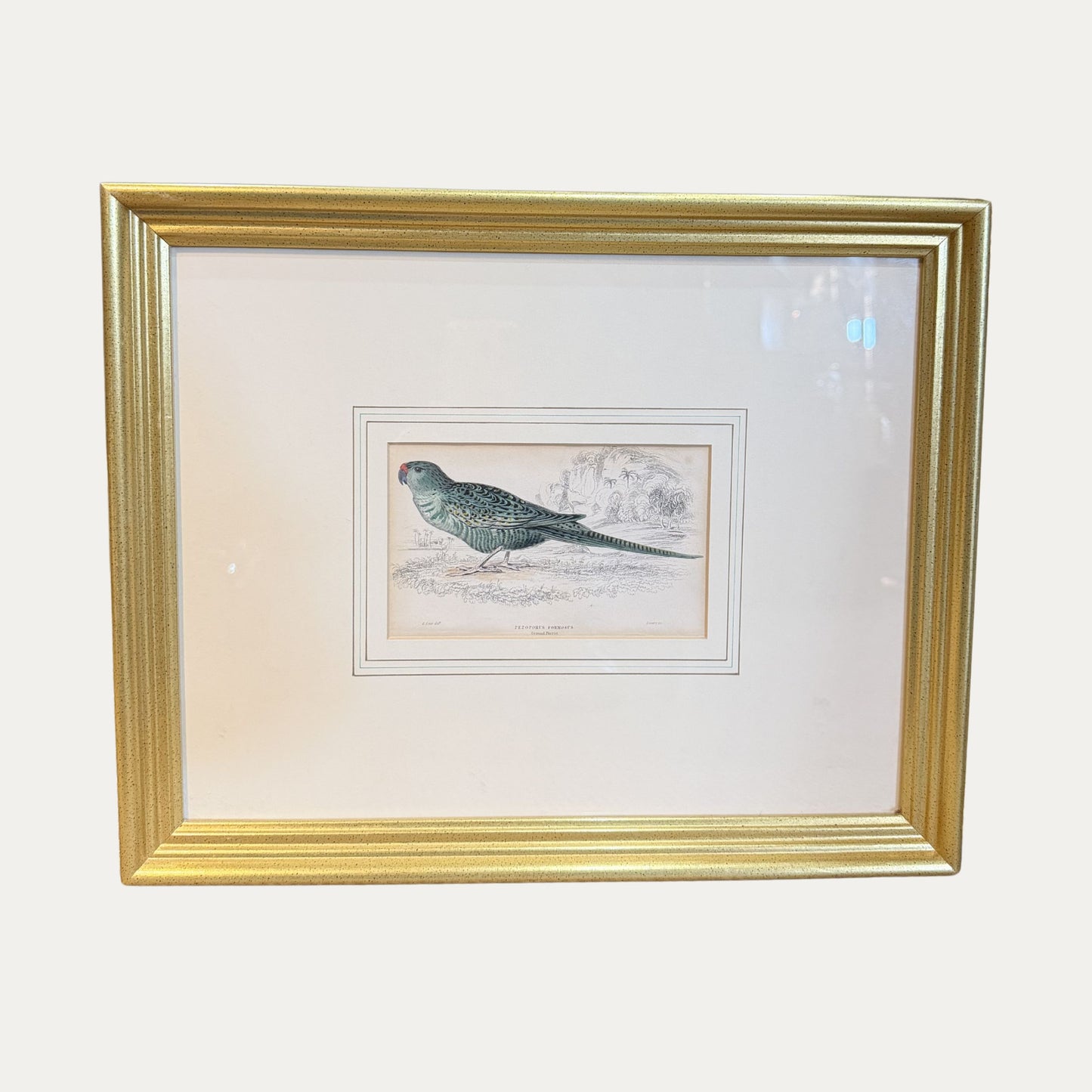 19th Century Bird Engraving