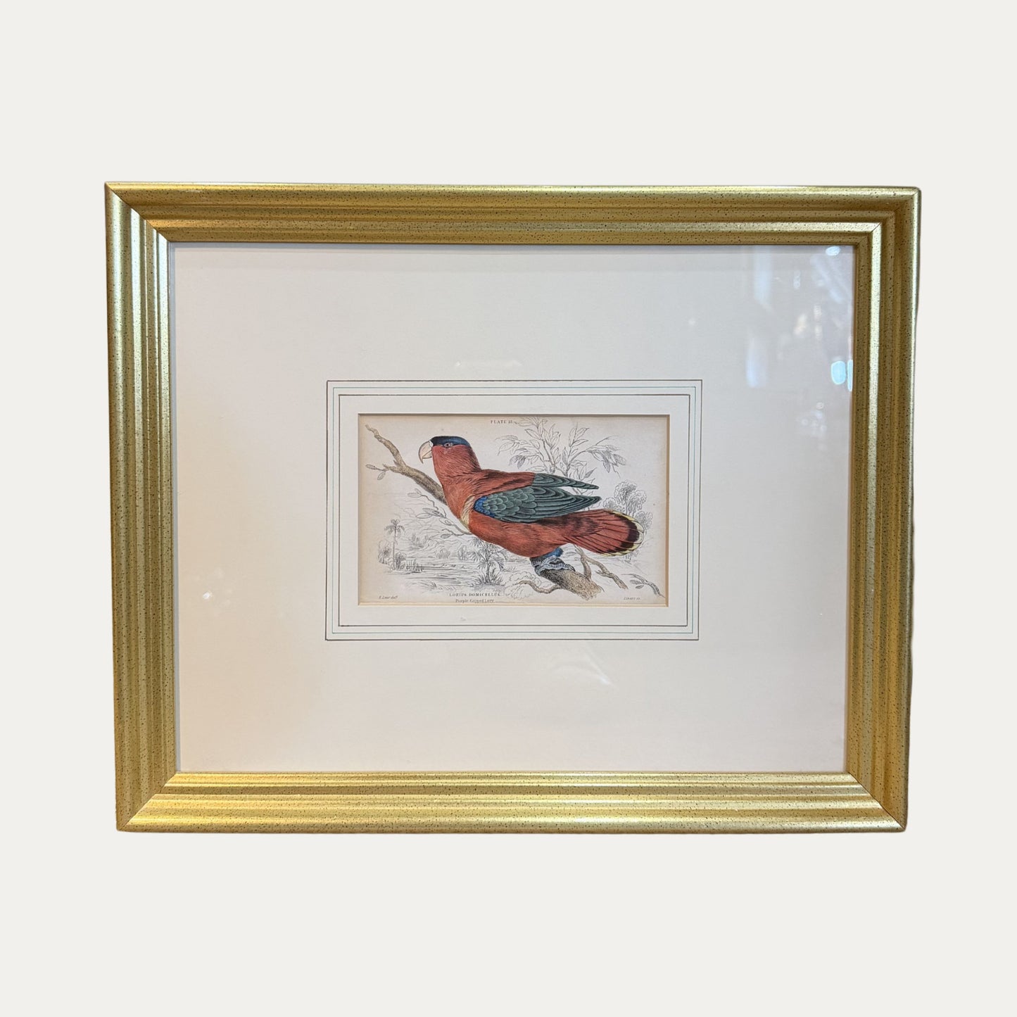 19th Century Bird Engraving