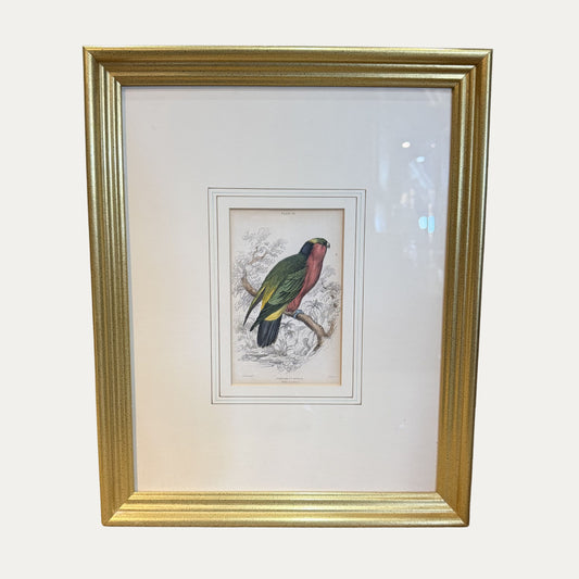 19th Century Bird Engraving
