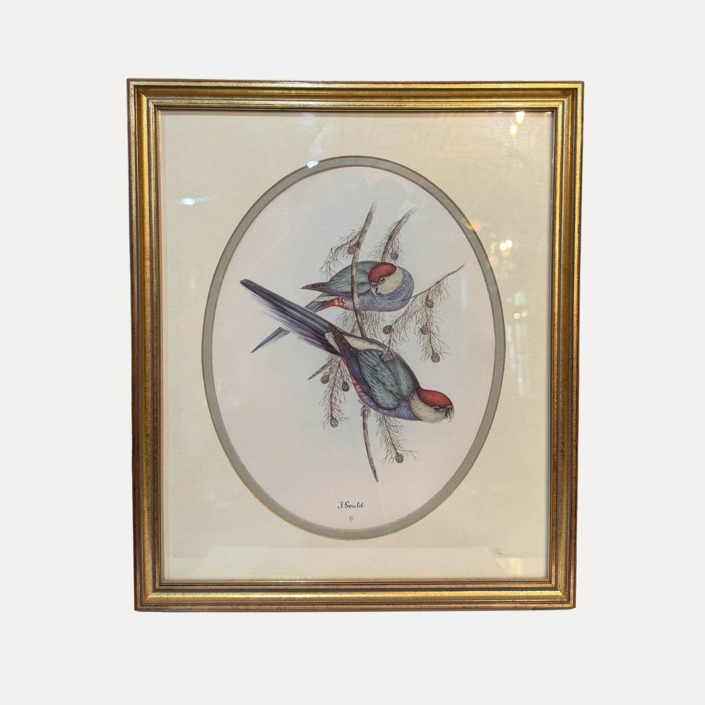 Vintage J Gould Parrot Pictures Gilt Frame