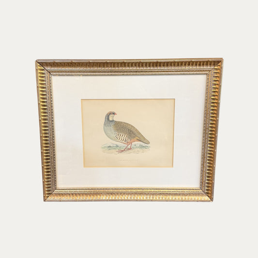 Antique Partridge Framed Engraving