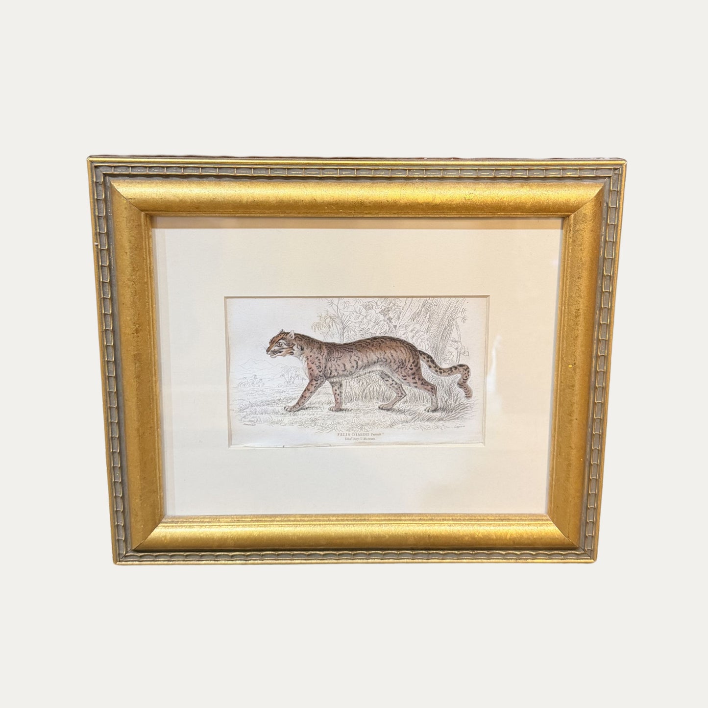 19th Century Wild Cat Engraving Framed and Matted