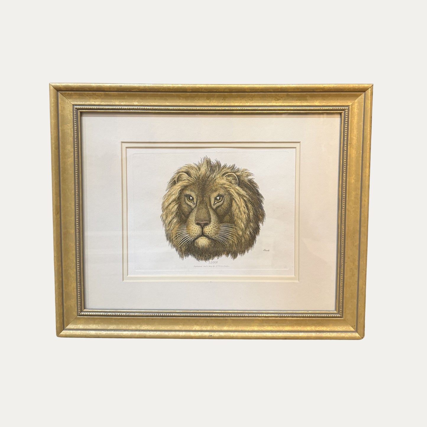 19th Century Lion Engraving Framed and Matted