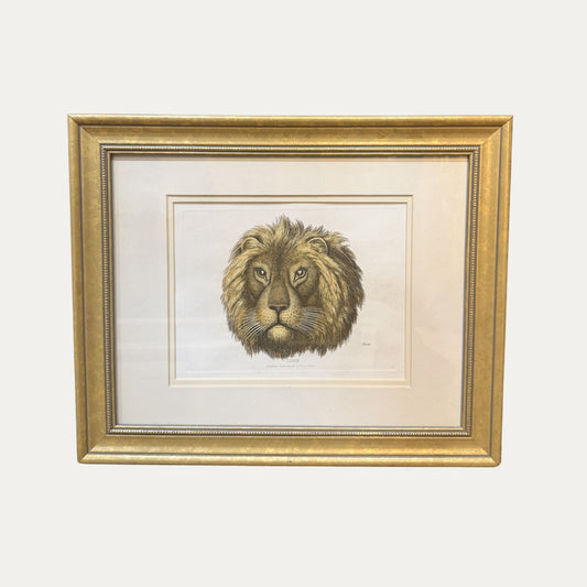 19th Century Lion Engraving Framed and Matted