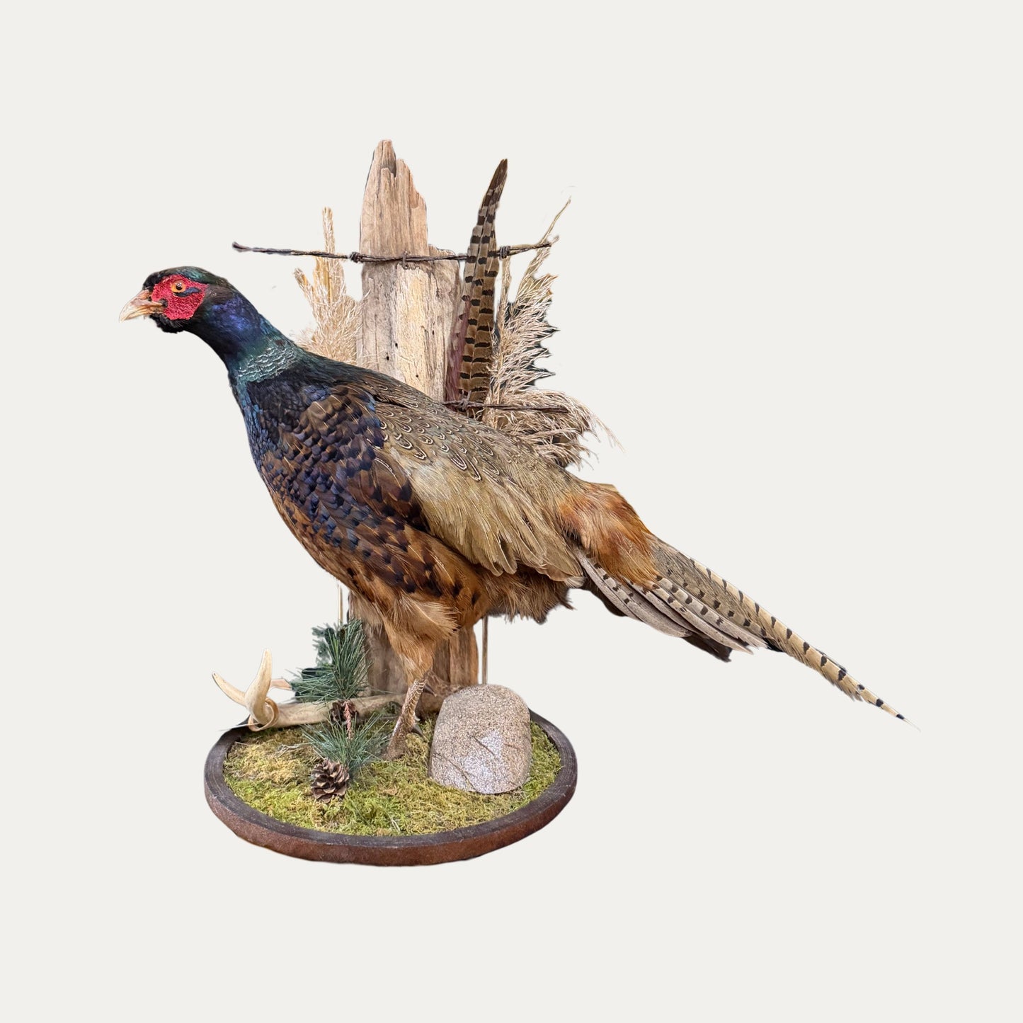 Gorgeous Vintage Pheasant