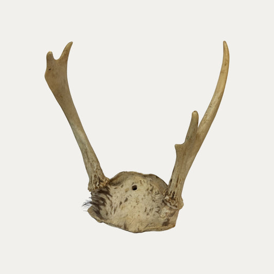 Antlers