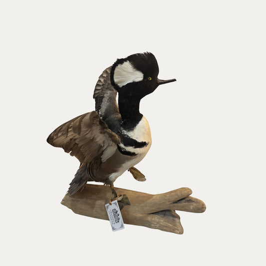 Hooded Mergansen Bird Taxidermy